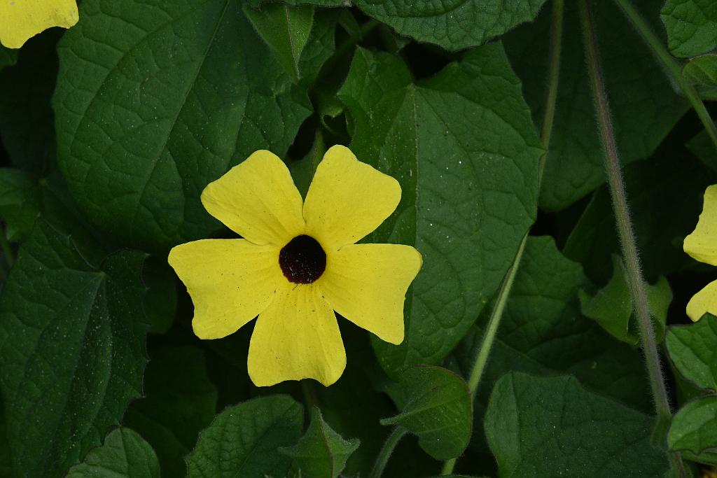 2025-08240156 Assabet River NWR, MA.JPG - Black-eyed Susan Vine. Assabet River National Wildlife Refuge, MA, 8-24-2025